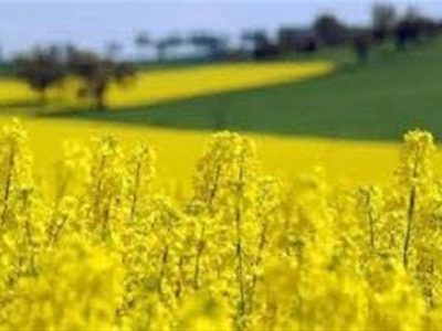 سد بزرگ ارز ترجیحی بر تولید داخل نهاده‌های دامی برداشته شد