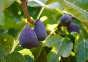 صادرات جهانی انجیر از ۸۶۱ میلیون دلار عبور کرد؛ کاهش ۵۸درصدی صادرات انجیر ایران