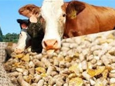 قیمت نهادههای دامی پس از حذف ارز ترجیحی کشف شد