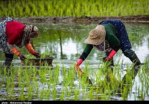 «نجات آب» ــ ۵۳ | آموزش زنان کشاورز در مناطق کمبرخوردار