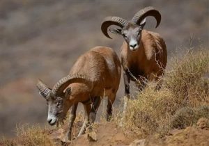 نجات حیات‌وحش خائیز از بحران تشنگی با آبرسانی گسترده+فیلم