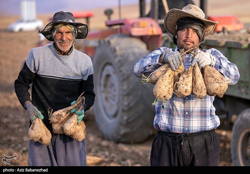 هسته‌ای در کشاورزی ــ ۷۱  |اصلاح چغندرقند برای قنددهی بیشتر