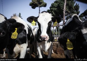 هستهای در کشاورزی ــ ۷۲ | مدیریت حشرات ناقل بیماری دامی + اینفوگراف