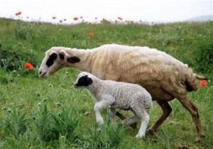 هستهای در کشاورزی ــ ۷۳ | کاربرد هستهای در کنترل انگلهای گوسفند