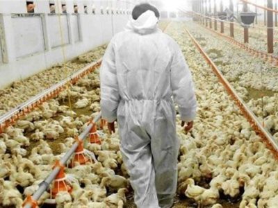 هشدار آنفلوانزای فوق حاد پرندگان به ۱۷۶۵ مرغداری خراسان رضوی