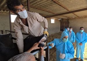 ورود تب برفکی به کشور با الگوی غیرمتعارف؛ بررسی سناریوی انتقال عمدی