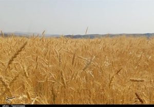 پرداخت ریالی ضرر حذف ارز ترجیحی به کشاورزان