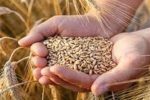 تأمین ۱۰۰ همت اعتبار جدید برای خرید گندم پس از حذف ارز ترجیحی
