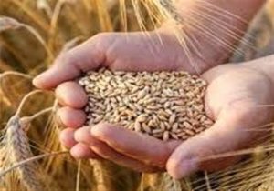 تأمین ۱۰۰ همت اعتبار جدید برای خرید گندم پس از حذف ارز ترجیحی