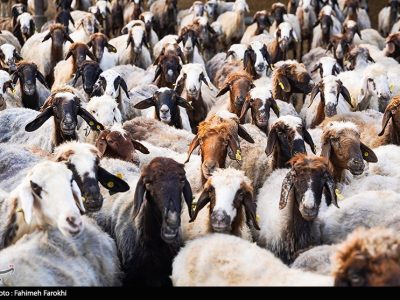 تزریق ۵۰ هزار میلیارد تومان برای تامین نقدینگی صنعت دام و طیور