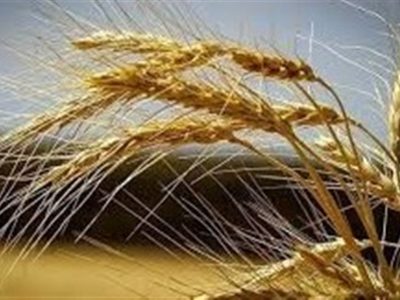 تقویت امنیت غذایی کشور با بومی‌سازی بذرهای راهبردی