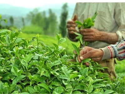 توزیع ۶ هزار تن کود شیمیایی بین چایکاران شمال کشور