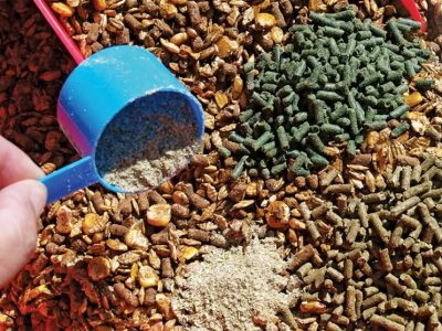 تولید خوراک دام از ضایعات کشاورزی؛ راهکاری نوآورانه برای کاهش وابستگی