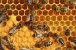تولید عسل در ایران به ۱۲۸ هزار تن رسید