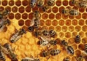 تولید عسل در ایران به ۱۲۸ هزار تن رسید