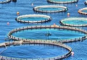 تولید ۶ هزار تن ماهی قزلآلا و سیباس در قفس تا پایان سال