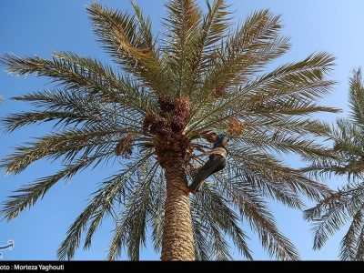 ضرورت رهاسازی آب از سد مارون برای کشاورزان پاییندست شادگان