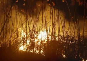 علت آتشسوزی گسترده در تالاب انزلی چه بود؟