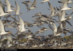 قتلعام پرندگان مهاجر در شمال ایران؛ سکوت قانون!
