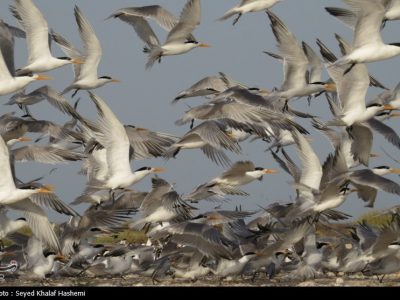 قتل‌عام ‌پرندگان مهاجر در شمال ایران؛ سکوت قانون!