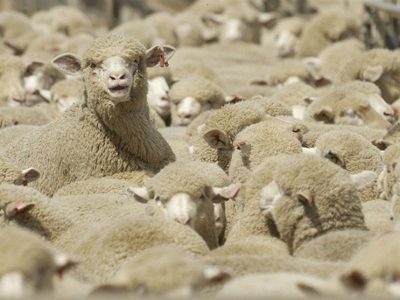 قطر رسما خواستار واردات دام سبک از ایران شد