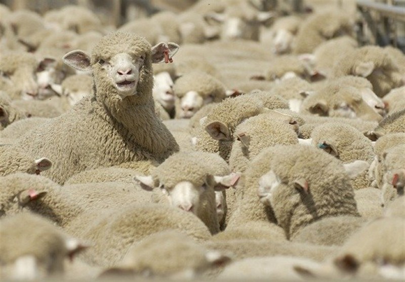 قطر رسما خواستار واردات دام سبک از ایران شد