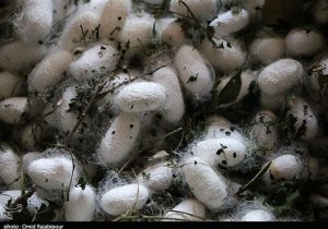 قیمت مصوب پیله تر ابریشم برای سال ۱۴۰۵ اعلام شد