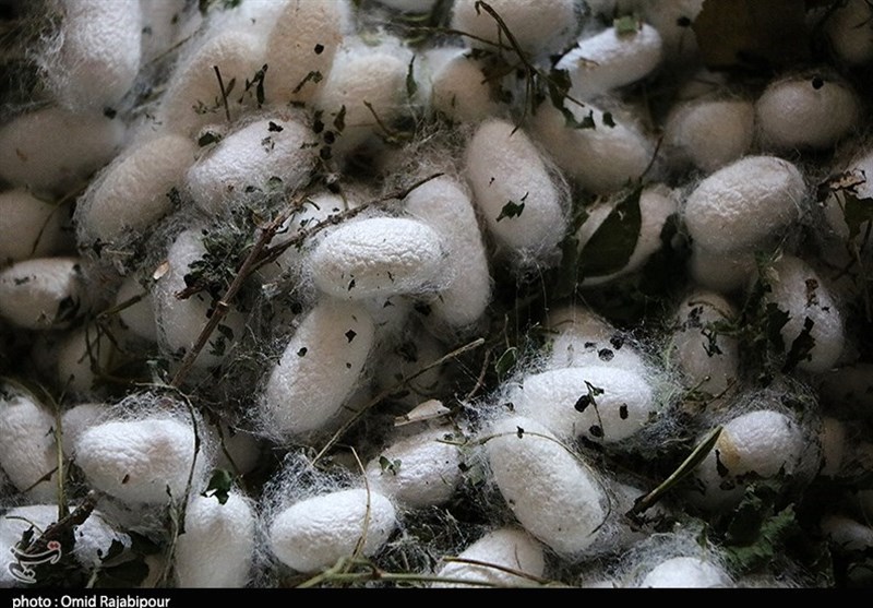 قیمت مصوب پیله تر ابریشم برای سال 1405 اعلام شد قیمت مصوب پیله تر ابریشم برای سال ۱۴۰۵ اعلام شد