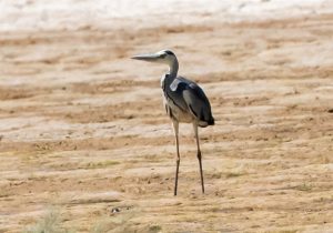 مرگ و زندگی حواصیل‌های خاکستری در تالاب‌های شمال