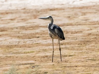 مرگ و زندگی حواصیل‌های خاکستری در تالاب‌های شمال