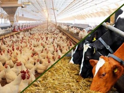 مشکل تأمین نهاده‌های اساسی ماه‌های اخیر رفع شد