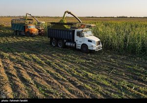 هسته‌ای در کشاورزی ــ ۸۲ |تولید ذرت مقاوم به آفات