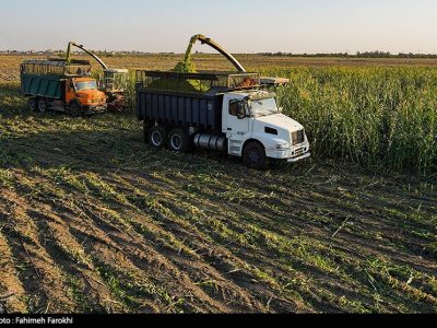 هستهای در کشاورزی ــ ۸۲ |تولید ذرت مقاوم به آفات