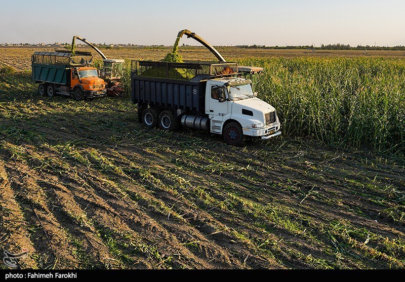 هستهای در کشاورزی ــ 82 |تولید ذرت مقاوم به آفات هستهای در کشاورزی ــ ۸۲ |تولید ذرت مقاوم به آفات