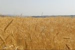 پیشنهاد گندم ۵۲هزارتومانی به دولت