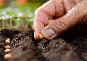 ژنتیک در خط مقدم کشاورزی سمنان؛ بذرهای مقاوم، پاسخ علمی به خشکسالی