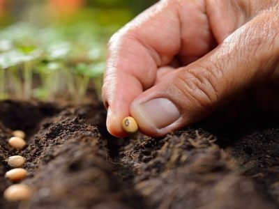 ژنتیک در خط مقدم کشاورزی سمنان؛ بذرهای مقاوم، پاسخ علمی به خشکسالی