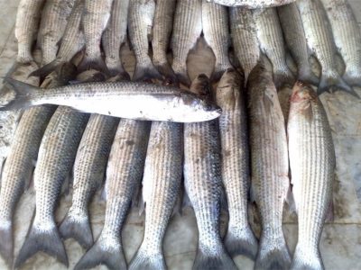 کفال با سهم ۷۰ درصدی، گونه غالب صید در خزر شد