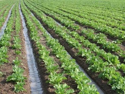 ۱۳٫۵ میلیون هکتار از اراضی کشور رفع تداخل شد