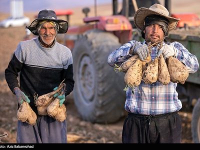 ۴۰ درصد صرفهجویی آب در تولید چغندر قند با کشت پاییزه