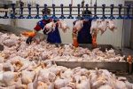 تولید شیر، مرغ و تخم مرغ ۳۰ درصد بیشتر از نیاز داخل است