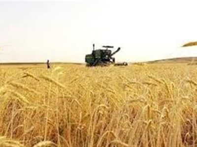 جدید ترین برآورد حاکی از تولید ۱۳ میلیون تن گندم در کشور است