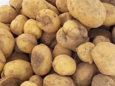 عرضه گسترده سیب زمینی تازه با قیمت ۵۰ هزار تومان آغاز شد