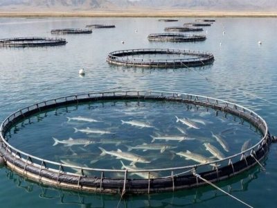 لزوم رفع موانع تولید بخش شیلات در شرایط جنگی