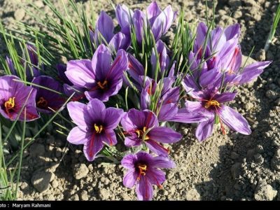 معاملات گواهیهای سپرده زعفران به ۳۲ میلیارد تومان رسید