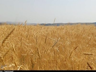 پیش‌بینی برداشت ۱۱۰هزار تن گندم در استان بوشهر