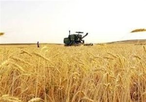 پیشبینی خرید بیش از ۱۰ میلیون تن گندم از کشاورزان