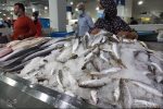 کمبودی در عرضه ماهی شب عید وجود ندارد