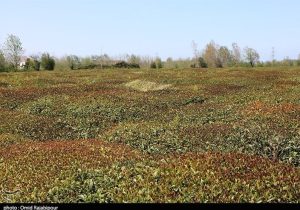 برفِ ناخوانده، باغ‌های اهر را در آغوشِ سرما فرو برد