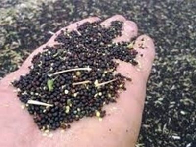 برنامه وزارت جهادکشاورزی برای رفع وابستگی به بذرهای وارداتی